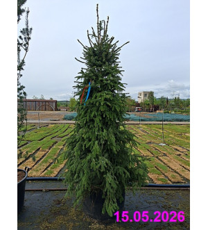 Picea omorika C 160 L